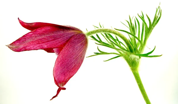 Anemoon pulsatilla — Stockfoto