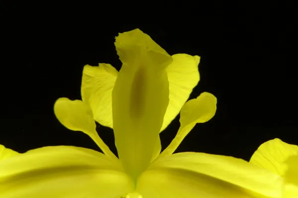 Макро водяной лилии — стоковое фото