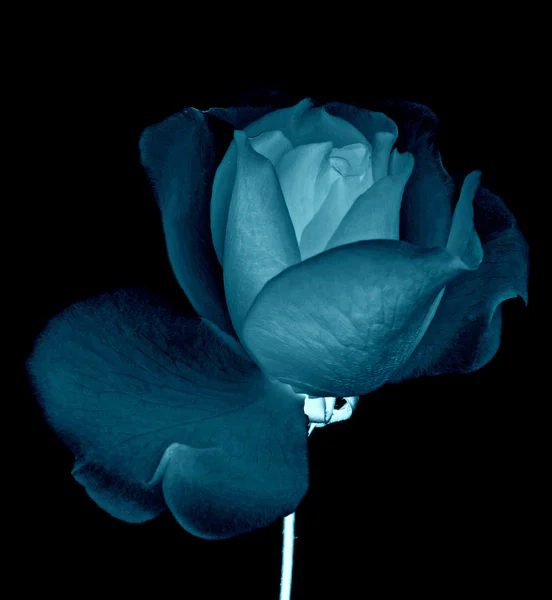 Blue rose — Stock Photo, Image