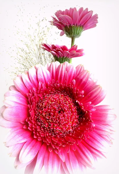 Gerbera — Stock fotografie