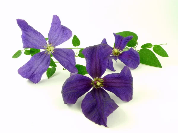 Blue clematis — Stock Photo, Image