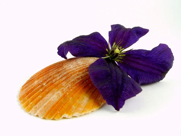 Clematis with shell — Stock Photo, Image