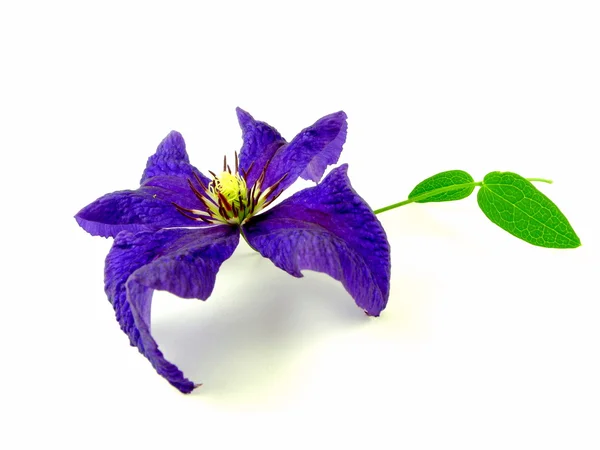 Clematis — Stockfoto