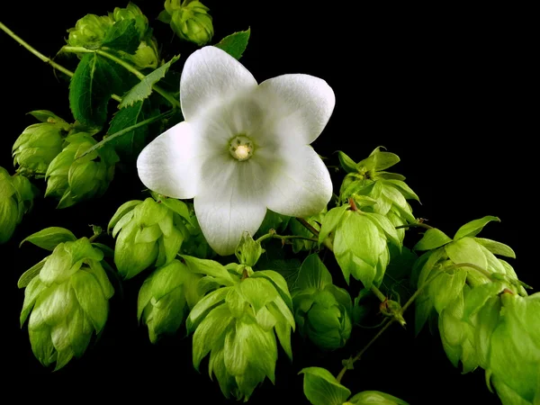 balon çiçek ve şerbetçiotu