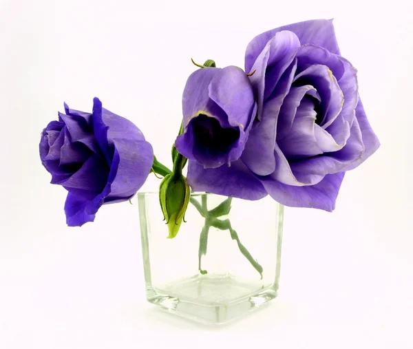 Mavi lisianthus — Stok fotoğraf