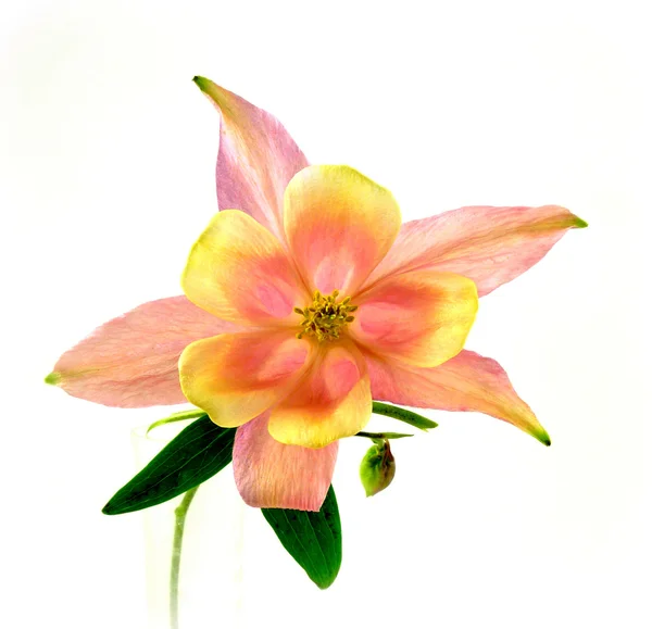 Columbine — Stock fotografie