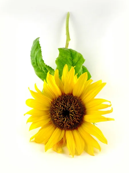 Sun flower — Stockfoto
