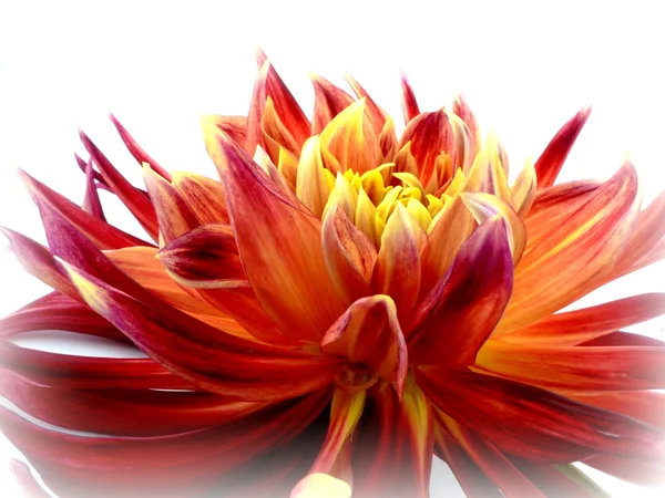 Dahlia — Stock Photo, Image