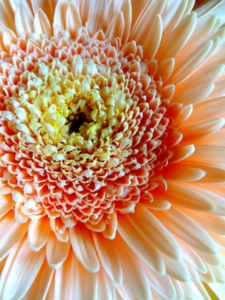 Gerbera — Stok fotoğraf