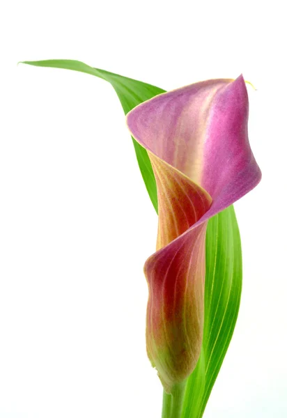Calla liść z Zdjęcie Stockowe