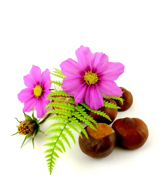 Cosmea with chestnuts — Stock Photo, Image