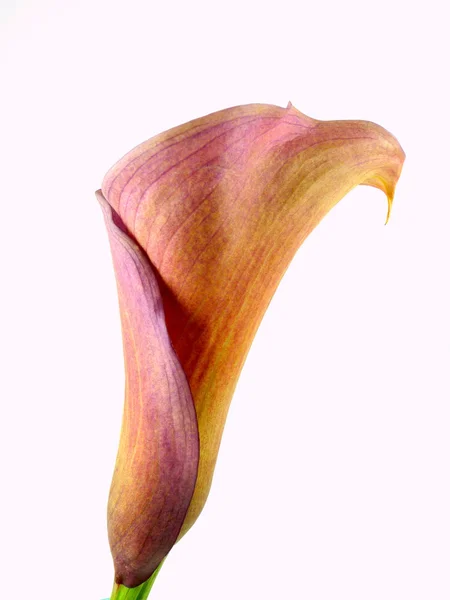 Calla. — Foto de Stock