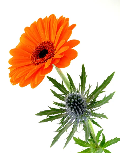 Gerbera met distel — Stockfoto