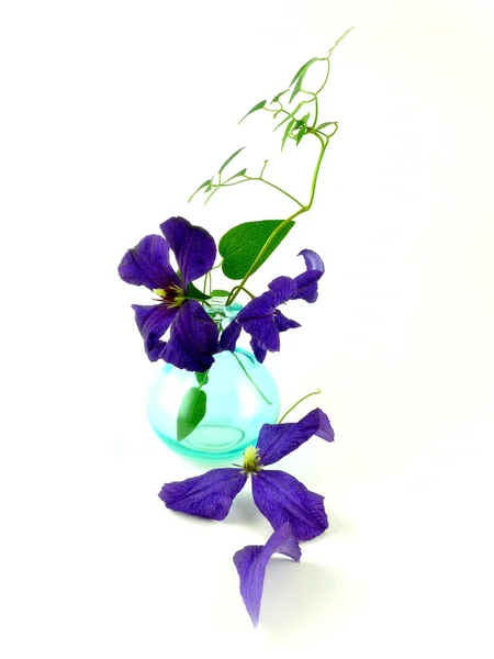 Clematis — Stock Photo, Image