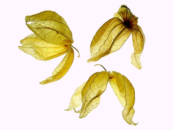 Physalis torrt — Stockfoto