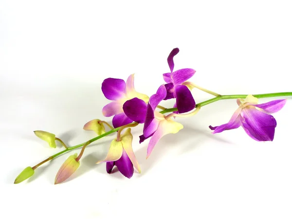 Orquídea — Fotografia de Stock