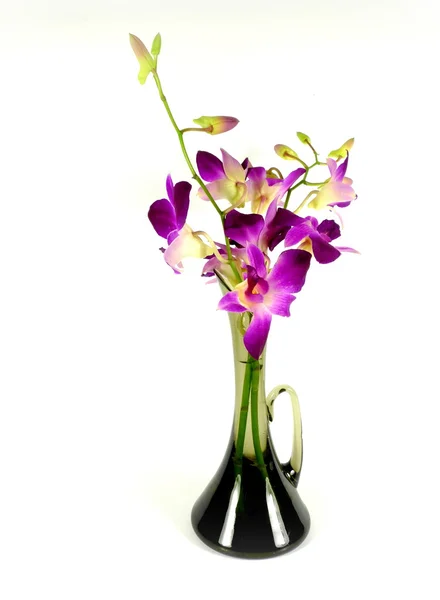 Orchid — Stock Photo, Image