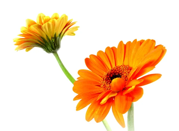 Gerbera-Duo — Stockfoto