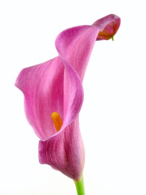 Calla