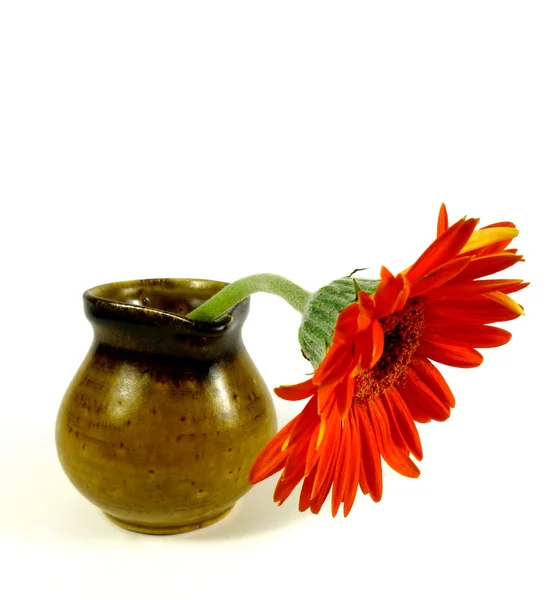 Gerbera in a jug — Stock Photo, Image