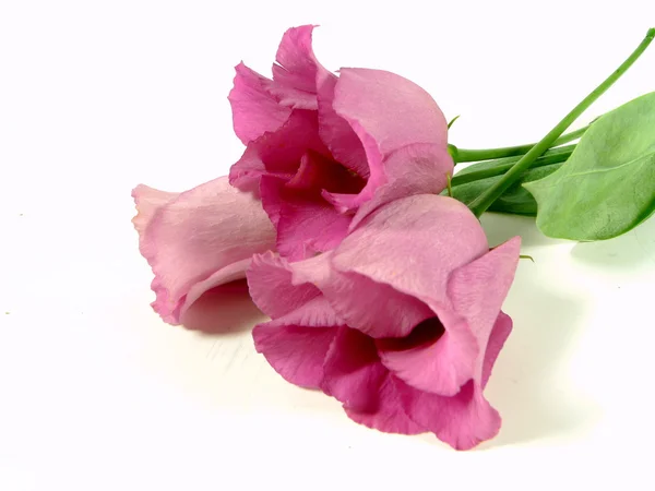 Lisianthus — Foto Stock