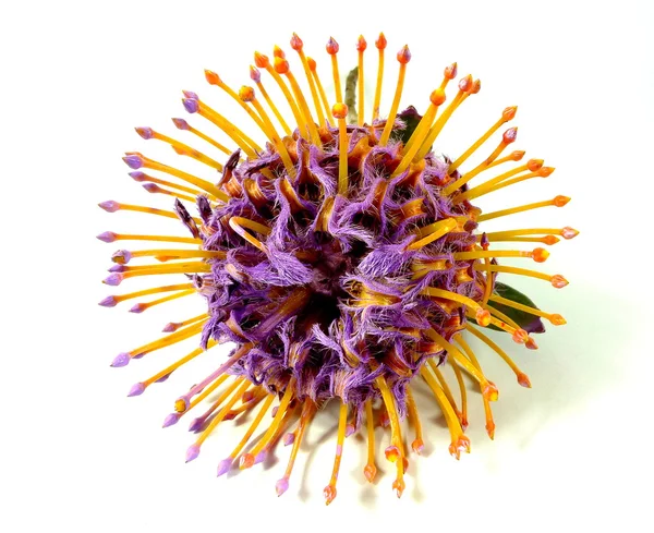 Pincushion protea — Stock Photo, Image