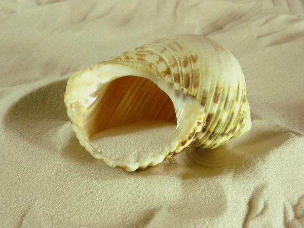 Morze ślimak — Zdjęcie stockowe