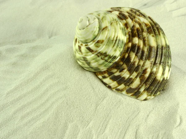 Escargot de mer — Photo
