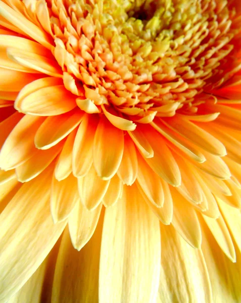 Gerbera — Stok fotoğraf