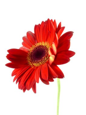 Gerbera