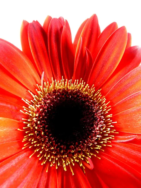 Gerbera makro — Stock fotografie