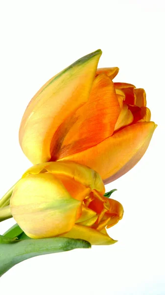 Tulip — Stock Photo, Image