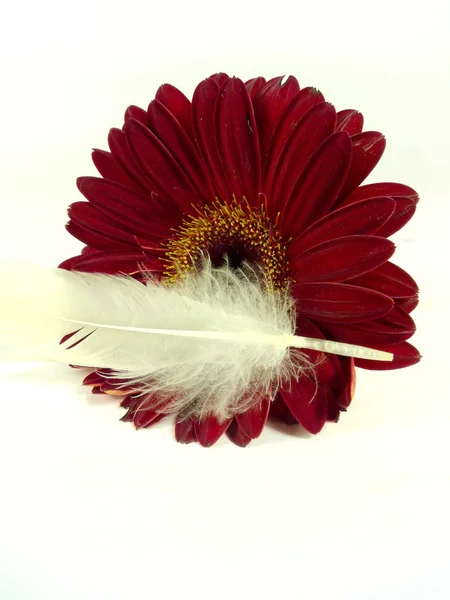 Gerbera mit Feder — Stockfoto