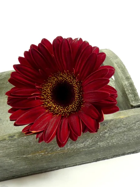 Gerbera mit Feder — Stockfoto