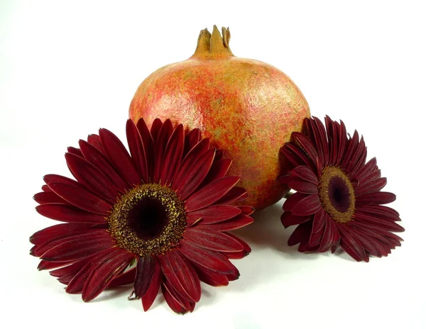 Gerbera con plumas — Foto de Stock