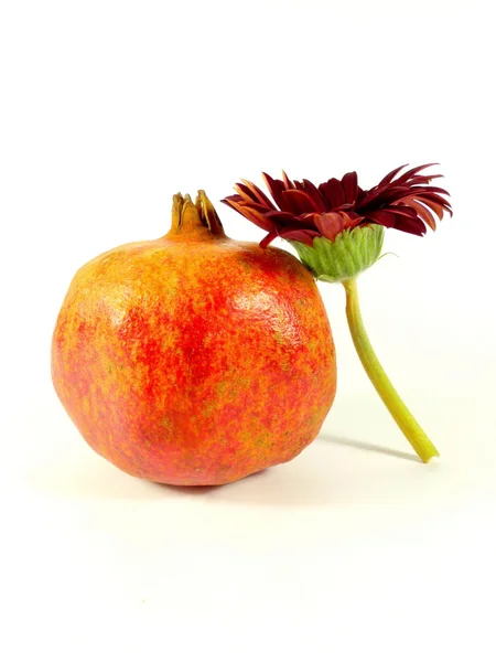 Gerbera with feather — Stock Photo, Image