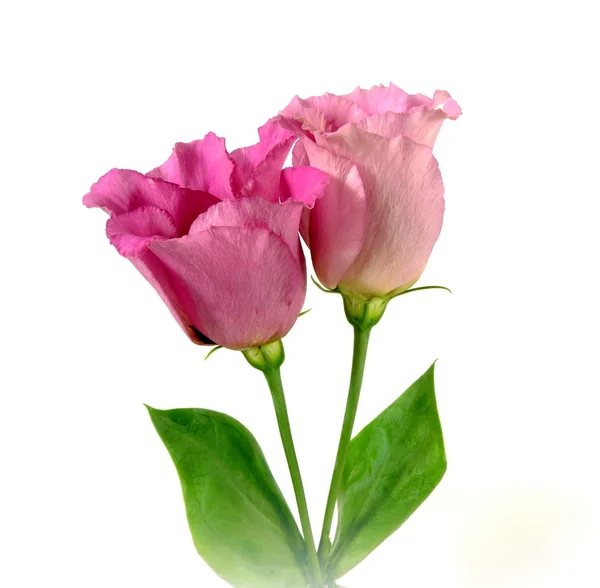 Lisianthus — Fotografia de Stock