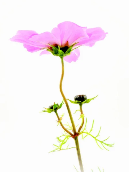 Cosmea — Stock Photo, Image