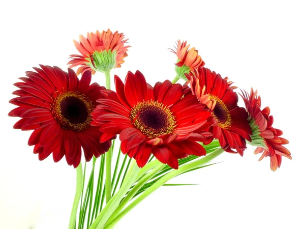 Gerbera bouquett