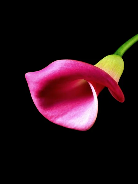 Pink calla — Stock Photo, Image