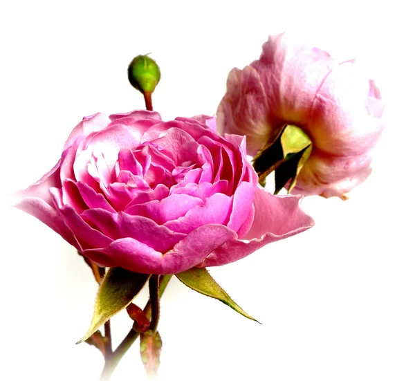 Pink rose — Stock Photo, Image