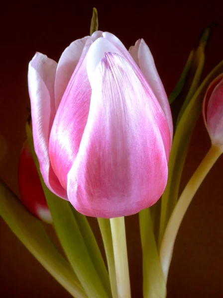 Tulip — Stock Photo, Image