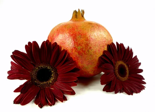 Gerbera och granatäpple — Stockfoto