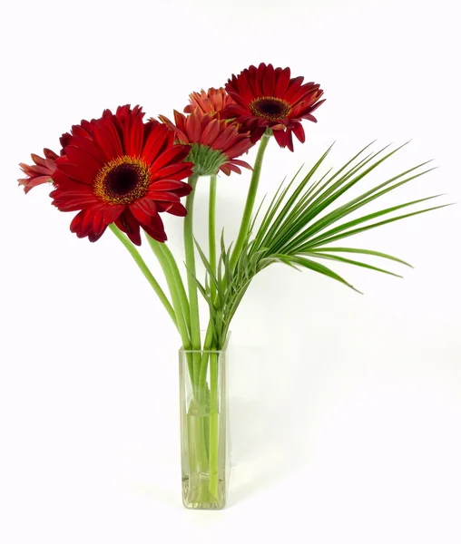 Gerbera with green — Stock Photo, Image