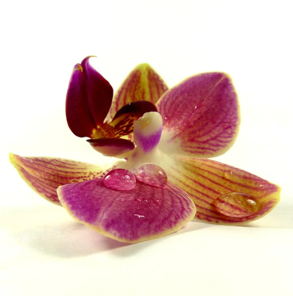 Orchidej květ — Stock fotografie