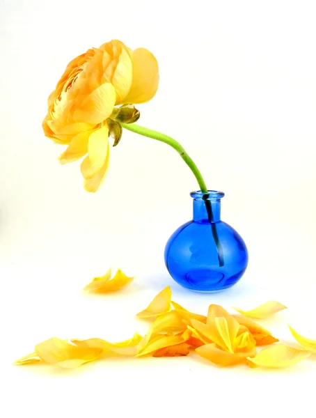 Оранжевый ранкул в голубой вазе — стоковое фото