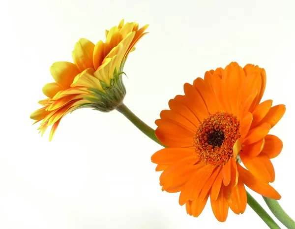 Twee oranje gerbera — Stockfoto