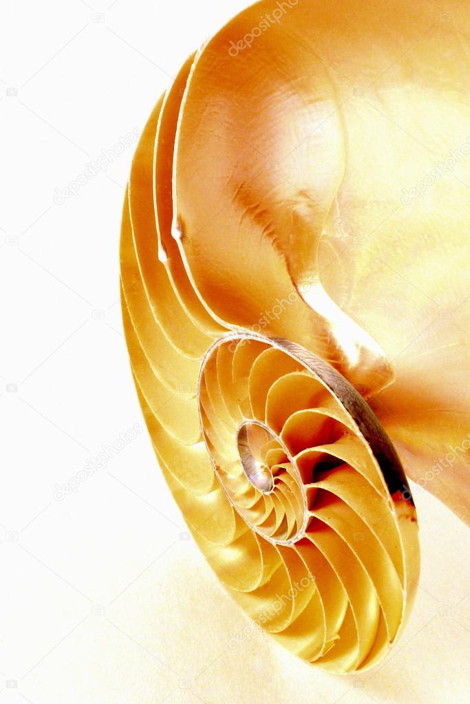 Nautilus