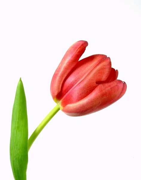 Rote Tulpe — Stockfoto