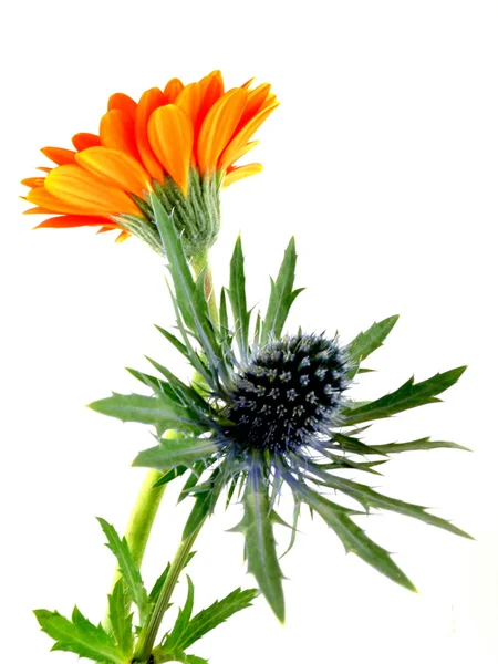 Thistle with gerbera — Stock Photo, Image